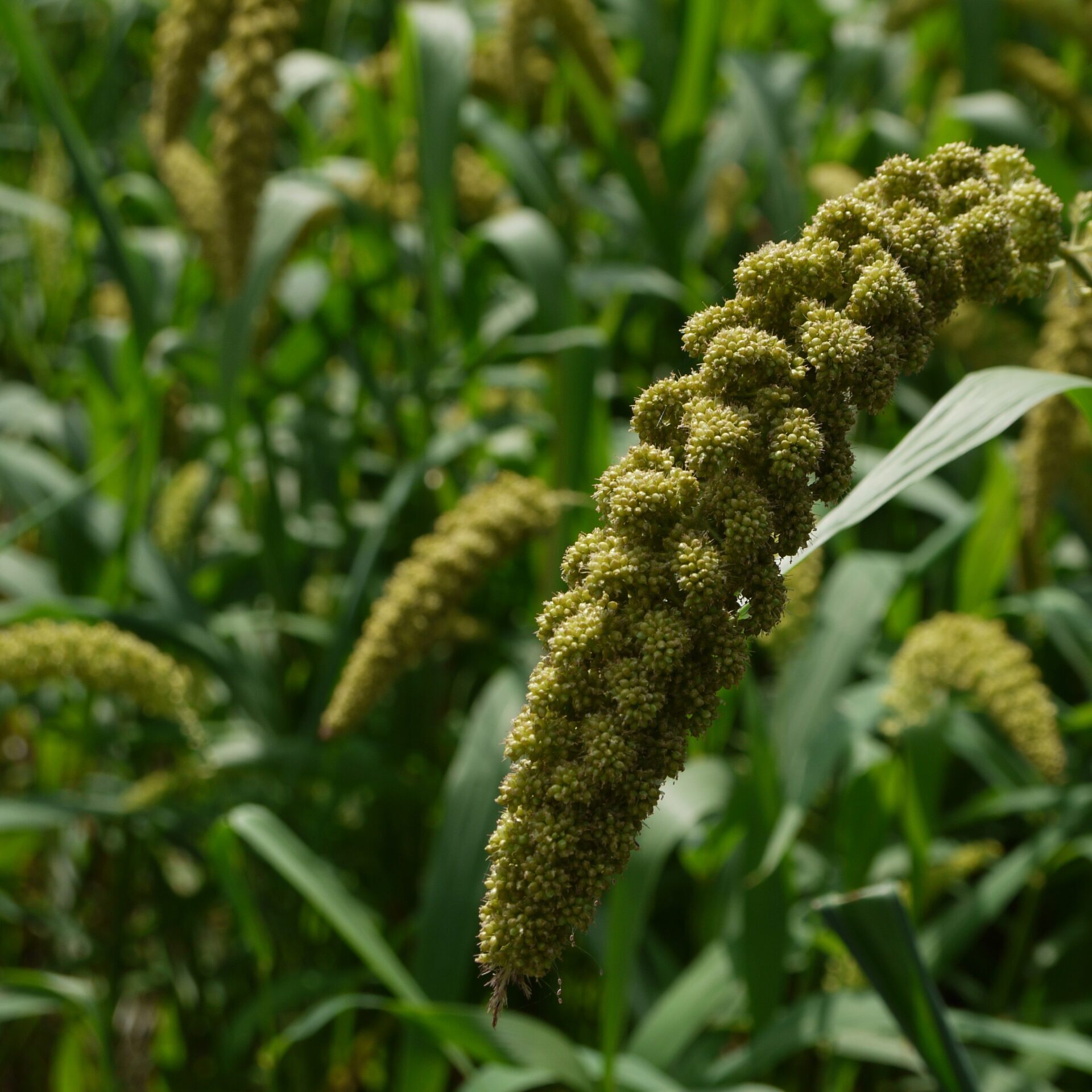 Gierst, Panicum miliaceum 10kg - Ten Have Seeds