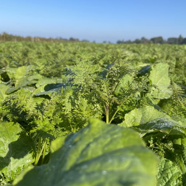 BioBodem mengsels in het middelpunt tijdens de Agro-Velddag Groenbemesters op donderdag 19 juni.