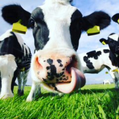 🐄 MelkMotor; meer dan hogere grasopbrengst!