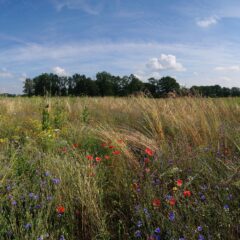 Pasklare mengsels op maat voor Agrarisch Natuur- en Akkerbeheer
