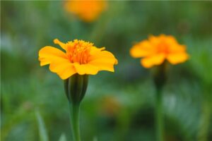 Ten Have Seeds Tagetes Nema-Max control close-up