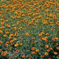 Bestrijd schadelijke aaltjes met Tagetes Nema-Max Control