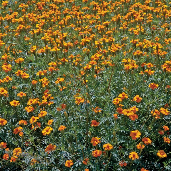 Bestrijd schadelijke aaltjes met Tagetes Nema-Max Control