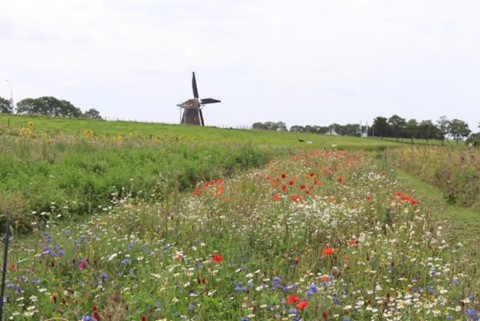 Met het Green Star Bermbloemenmengsel creëer je een kleurrijke en veilige wegberm, mét een hoge biodiversiteit.