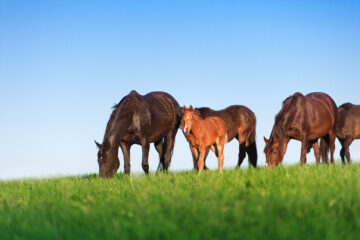 Uitgebalanceerd paardengras met Horse Star Paardenweide en Horse Star Paardenweide extra