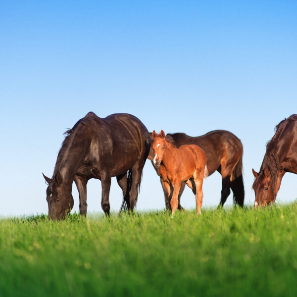 Uitgebalanceerd paardengras met Horse Star Paardenweide en Horse Star Paardenweide extra