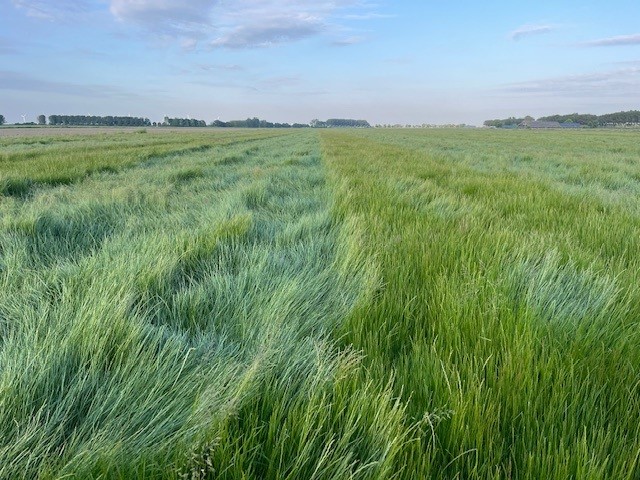 grasland