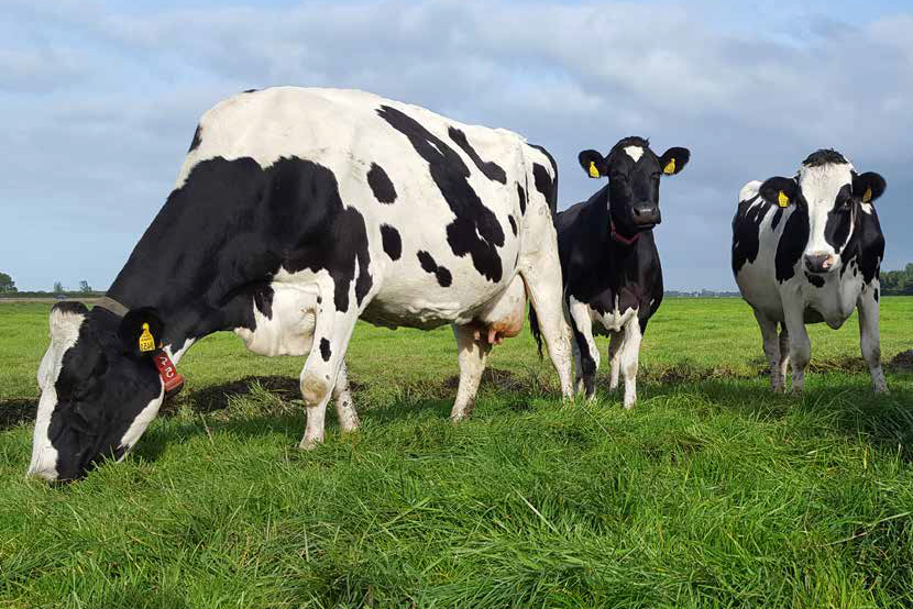 FIELDSTAR MelkMotor grazende koeien