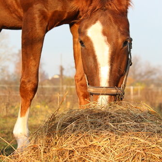 Horse Star Hooigras 15kg