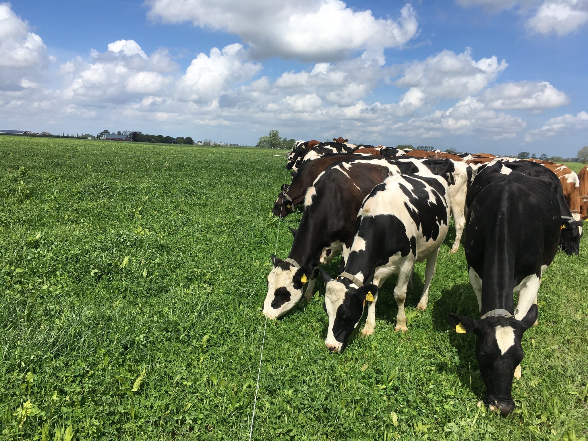 Grazende koeien in Field Star Gras kruidenmix Extra.