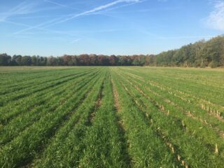 Onderzaai mais: Agri Star UnderCover Mais vaak de beste keuze.