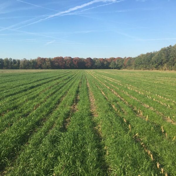 Onderzaai mais: Agri Star UnderCover Mais vaak de beste keuze.