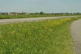 TEMPO Bermen 3 .. vlot een extensief te beheren groene berm.