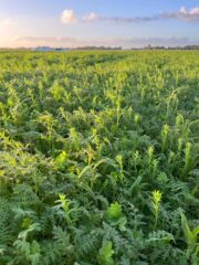 Agri Star BioBodem NKG en Agri Star (EKO) BioBodem wintervast met korting te bestellen