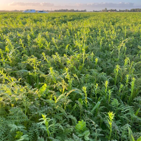 Agri Star BioBodem NKG en Agri Star (EKO) BioBodem wintervast met korting te bestellen