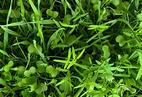 Field Star Ultima: Krachtige groenbemester na de mais