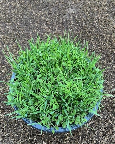 Field Star Ultima, de enige meer soortige groenbemester, speciaal voor naar de mais. 