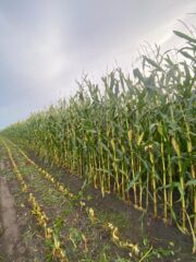 De maismengsels van Ten Have Seeds worden volop gehakseld
