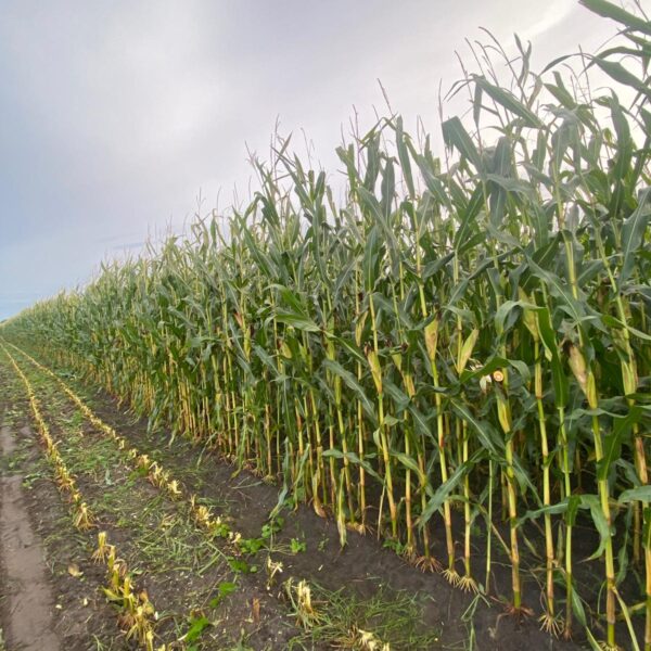 De maismengsels van Ten Have Seeds worden volop gehakseld