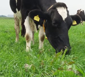 1.001ha.nl groeit door en is een doorslaand succes.