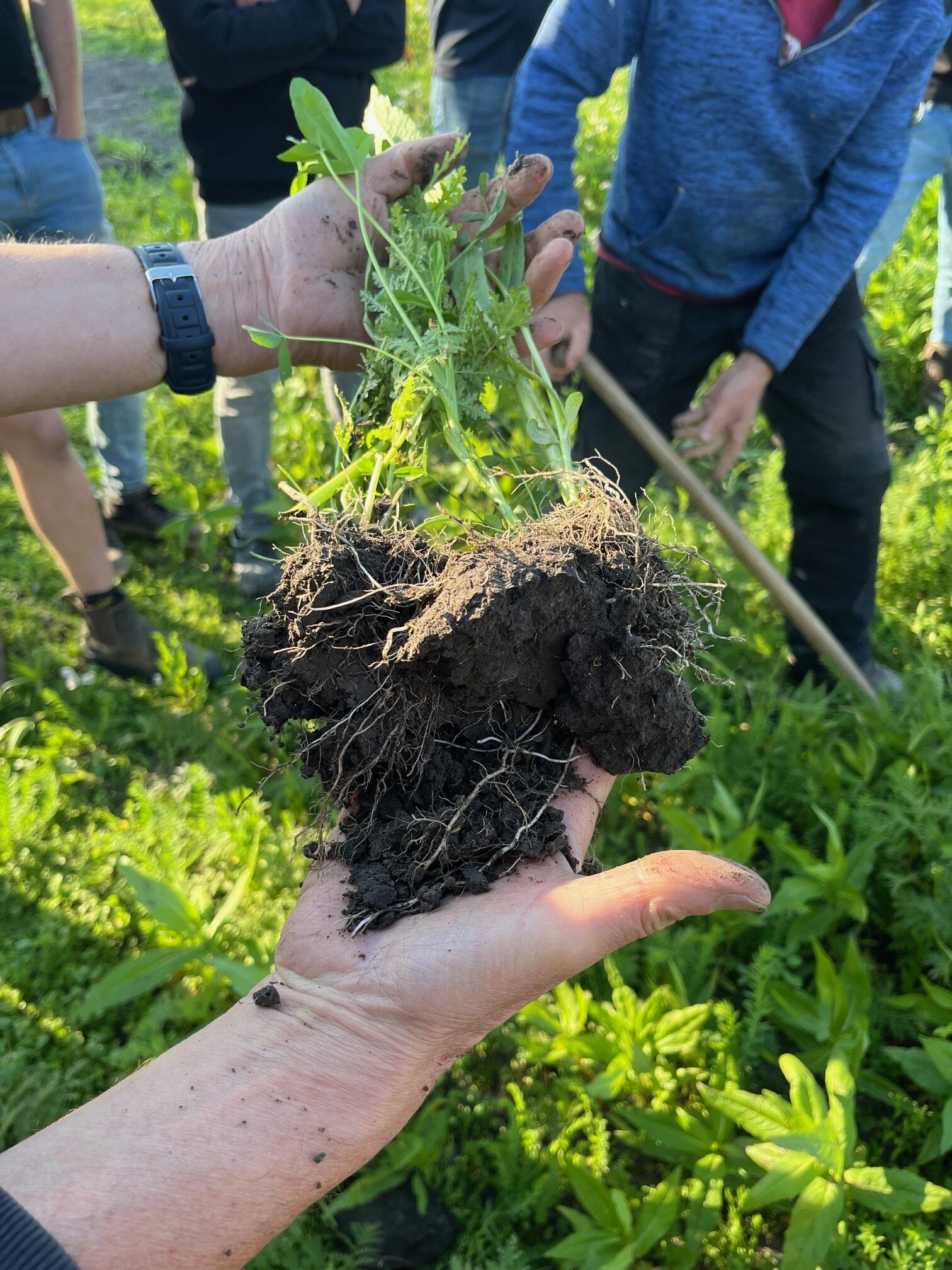 Ten Have Seeds groenbemesters