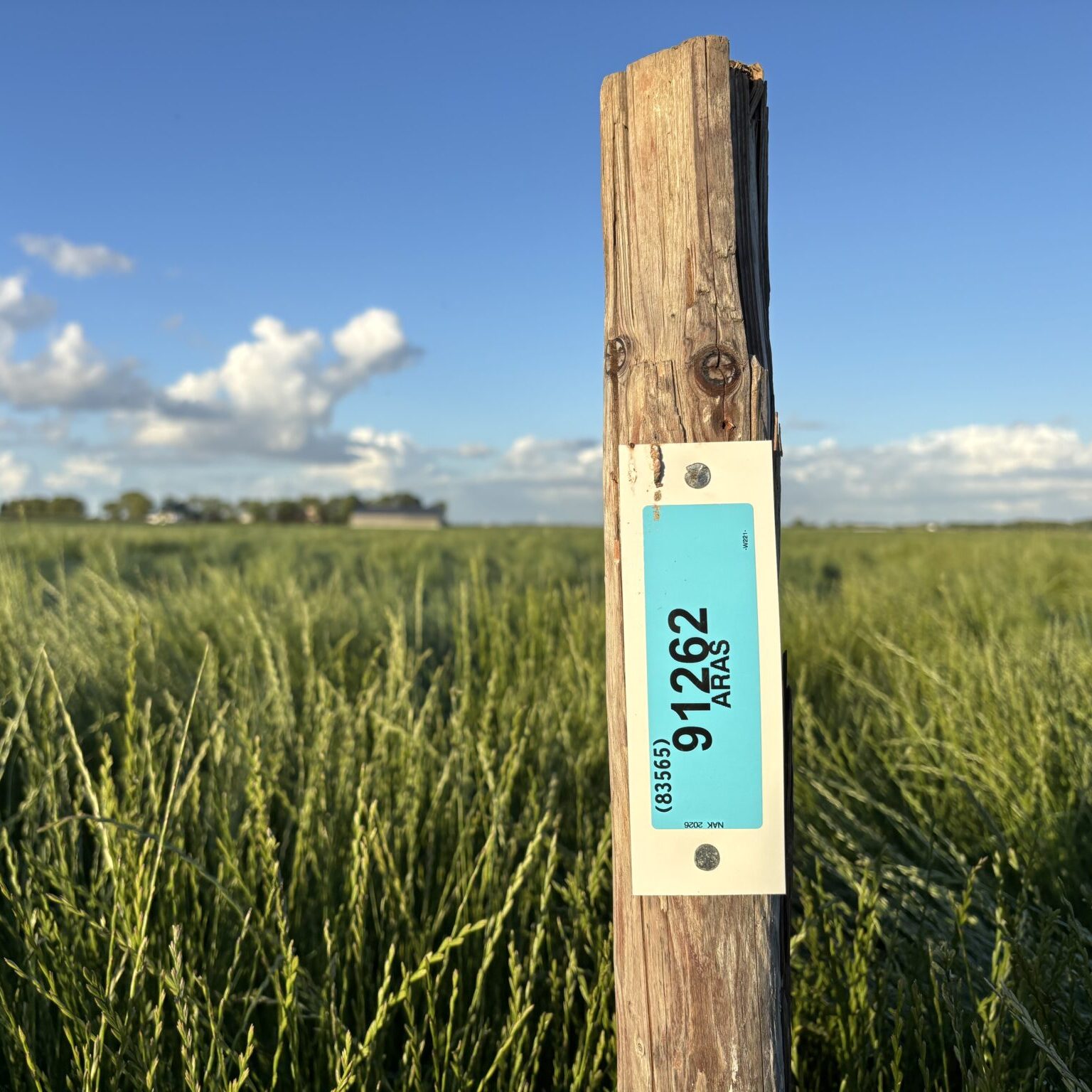 Ten Have Seeds productieveld Aras