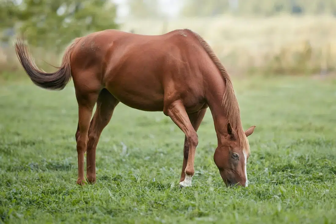 grasland met grazend paard